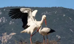 Leylekler Türkiye'ye Ne Zaman Gelir? 2026 Göç Takvimi ve Nedenleri