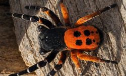 Elazığ’da Nadir Görülen Renkli Misafir: Uğurböceği Örümceği Ortaya Çıktı