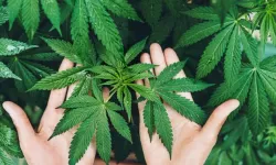 Kenevir Eken Köşeyi Dönecek! Bakanlık Onayı Verdi: İşte Üretimin Serbest Olduğu 21 Şehir ve Yeni Kota Detayları...