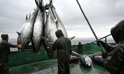 Bakanlıktan Orkinos Kararı: 2026-2028 Dönemi Netleşti