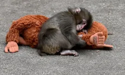 Sosyal Medya Bu Olayı Konuşuyor! Peluşlu Maymun Punch Gerçekten Öldü mü?