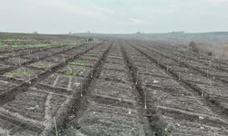 ORMAN KÖYLÜSÜNE GELİR DESTEĞİ... 20 BİN BADEM FİDANI