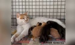 Alanya’da İnanılmaz Olay! Öksüz Kalan Köpeklere Kedi Anneliği