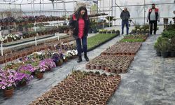 Gömeç’te Süs Bitkilerine Sıkı Markaj: İlçe Tarım Ekiplerinden Sahada Titiz Denetim!