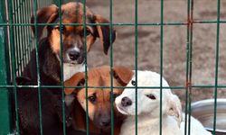 DÜNYA SOKAK HAYVANLARI GÜNÜ'NDE KRİTİK ÇAĞRI