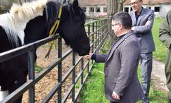 Türkiye'nin Gururu "Balat" 2 Yaşında! İlk Tüp Tay İçin Balıkesir'de Anlamlı Kutlama