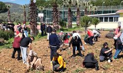 EDREMİT'TE LAVANTA SEFERBERLİĞİ... FİDELER TOPRAKLA BULUŞTU