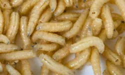 Tıp Dünyasında Bir İlk: Sinüslerinden 10 Larva Çıkarıldı!