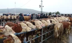 Balıkesir'de Hayvan Pazarları Kapatıldı mı? İşte Şap Hastalığı İddialarına Resmi Yanıt!