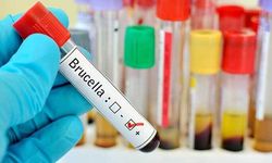 Balıkesir'de Brusella Alarmı! Bakanlığa Acil Çağrı! 12 Testin 10'u Pozitif Çıktı!