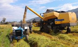 Türkiye pirinçte ithalata bağımlı hale mi geliyor?