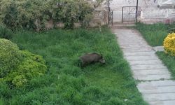 Ayvalık’ta korkutan görüntüler! Çamlık sokaklarında domuzlar dolaşıyor...