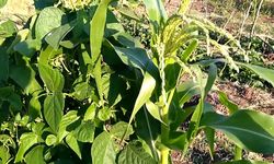 DOĞAL TARIMIN SIRRI: UYUMLU BİTKİLERLE YÜKSEK VERİM