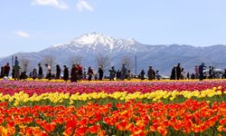 Fotoğraf Tutkunları Buraya Akın Ediyor! Karaman Lale Bahçesi Nerede? Ziyaret İçin Son Günler!