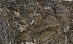 İzmit’te İtfaiyeden Dağcılık Performansı: 15 Keçi Kayalıklardan Böyle Kurtarıldı!