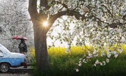 POLEN MEVSİMİ BAŞLADI.. ALERJİSİ OLANLAR DİKKAT!