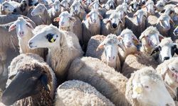 Üreticiye Büyük Müjde: 150 Bin Küçükbaş Hayvan Dağıtılıyor! İşte Başvuru Rehberi (2026)