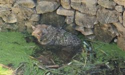 Erdek’te Yürek Isıtan Kurtarma! Düzler Mevkiinde Kuyuya Düşen Tilki İçin Seferber Oldular…