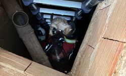 Kuyuya düşen kedi için kurtarma operasyonu