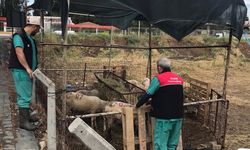 Gömeç'te Kurban Pazarlarına Sıkı Denetim! Ekipler Sahaya İndi