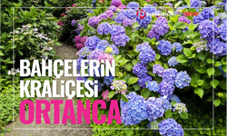 Bahçelerin kraliçesi! Ortanca hakkında her şey