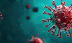 Hantavirüs Nedir, Nasıl Bulaşır? Gemideki Salgın Sonrası Tüm Detaylar
