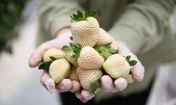YAPAY ZEKA DESTEKLİ TOPRAKSIZ SERADA BEYAZ ÇİLEK ÜRETİMİ