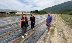 Erdekli Çiftçinin Yeni Kazanç Kapısı: Çilek Üretim Projesi Başladı