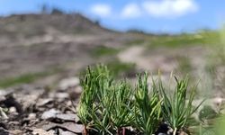 Sındırgı’da Yanan Ormanlar Yeniden Canlanıyor: Karaçam Tohumları Filiz Verdi!