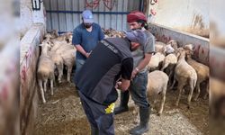 Balıkesir'de Küpeleme ve Aşılama Seferberliği! Çalışmalar İl Genelinde Devam Ediyor