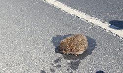Çorlu'da Korkutan Yangın! Canını Hiçe Sayan Kahraman Polis Kirpiyi Böyle Kurtardı!