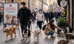 Pandemi Kuşağı Kedi ve Köpekler Orta Yaşa Ulaştı: Sağlıklı Yaşlanma İçin Kritik Dönem Başladı