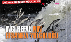 Sodalı Denizden Tatlı Sulara: İnci Kefalinin Efsanevi Yolculuğu