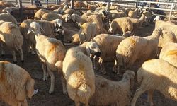 Balıkesir'de Hayvancılığa Salgın Darbesi! İvrindi Hayvan Pazarı Korkutan Hastalık Riski Nedeniyle Kapatıldı!