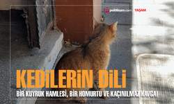 Bir kuyruk hamlesi, bir homurtu ve kaçınılmaz kavga!