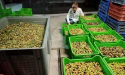 Oleolog Selin Ertür: Edremit yağlık zeytini zirveyi hak ediyor