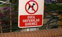 Tarım ve Orman Bakanlığı'ndan Radikal Karar! Kafe ve Restoranlara Evcil Hayvan Girişine "Tam" Yasak Geliyor!