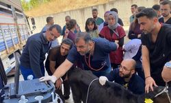 BAÜN Veteriner Fakültesi ve Hayvan Hastanesi Bölgenin Şifa Merkezi Oldu