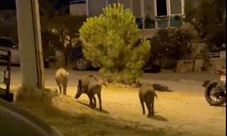 Ayvalık'ta yaban domuzu alarmı! Vatandaşlar tedirgin...