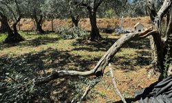 Erdek'te 90 bin zeytin ağacı doğal afetten etkilendi! Hasar büyük...