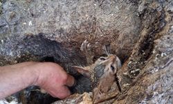 Zeytin ağacının koğuğuna sıkıştı! Bir kedi kurtarma operasyonu daha