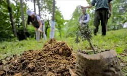 Türkiye'de 7 Yılda 168 Bin Hektardan Fazla Alan Ağaçlandırıldı