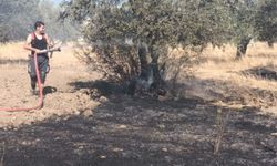 Edremit'te çöplükte çıkan yangın zeytinliğe sıçradı
