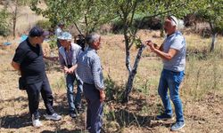 Balıkesir’de Tarla Faresi Alarmı! İl/İlçe Tarım Ekipleri Sahada: İşte Kritik Mücadele Yöntemleri!