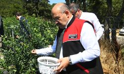 Tarlalarda Bereket Mesaisi: Balıkesir Valisi Ustaoğlu Yaban Mersini Hasadına Katıldı!