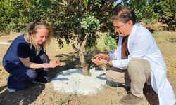 BAÇEM’de Damla Sakızı üretimi başladı
