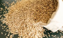 SÜT OTU RYEGRASS TOHUMU VE 5'Lİ KARIŞIM YEM BİTKİSİ TOHUMU ALIMI