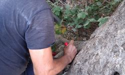 Edremit’te Nefes Kesen Kurtarma Operasyonu! Zeytin Ağacına Sıkışan Yavru Kedi İçin Ekipler Zamanla Yarıştı!
