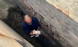Balıkesir Ayvalık Fevzipaşa Mahallesi'nde Kurtarma Operasyonu: Mahsur Kalan Kedi Doğal Ortamına Bırakıldı!