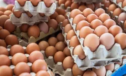 Yumurta'da Korkutan Alarm: Salmonella Şüphesiyle 306 Kişi Hastalandı, Ürünler Geri Çağrılıyor!